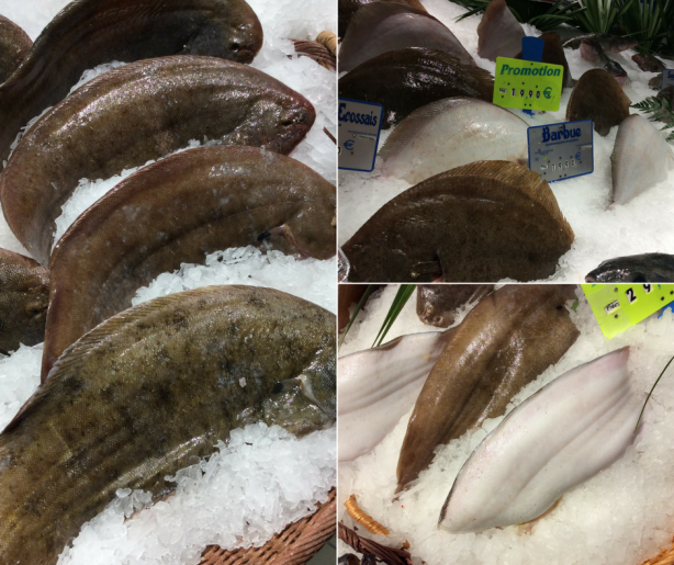 Les poissons plats de la Marnière